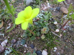 Moraea galaxia