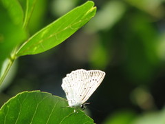 Polyommatus daphnis