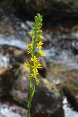 Ligularia subsagittata