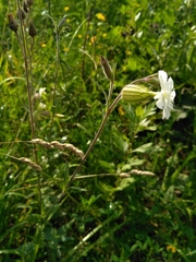 Silene latifolia