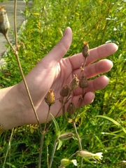 Silene latifolia