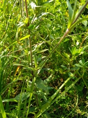Silene latifolia