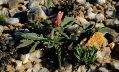 Arctotis campanulata