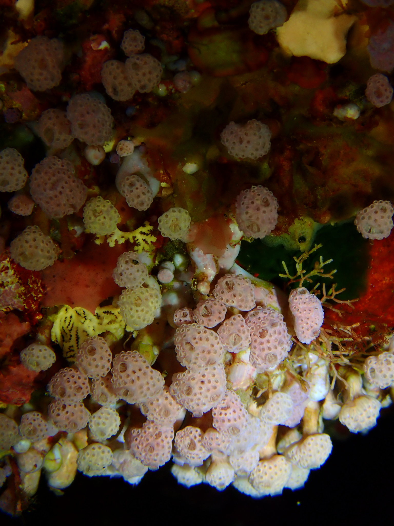 Hypsistozoa fasmeriana (Michaelsen, 1924)