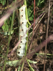 Proserpinus terlooii