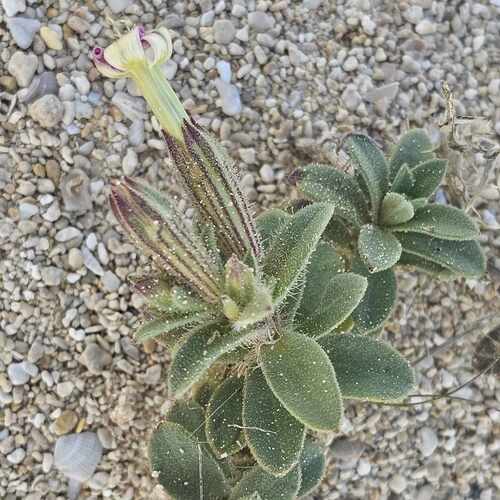 Succulent catchfly