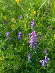 Vicia cracca