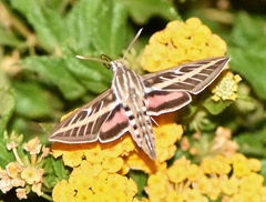 Hyles lineata