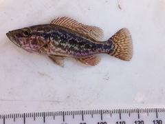 Serranochromis angusticeps