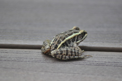 Lithobates palustris