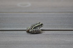 Lithobates palustris