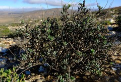 Leucoptera subcarnosa