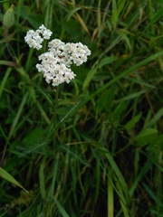 Achillea millefolium