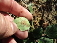 Pelargonium chelidonium