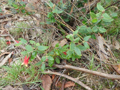 Correa reflexa scabridula