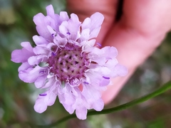 Cephalaria transsylvanica