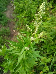 Artemisia vulgaris