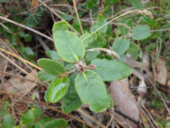 Correa reflexa scabridula
