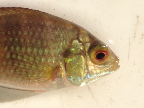 Banded tilapia (Tilapia sparrmanii) — Cichlidae — 2