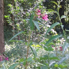 Impatiens glandulifera