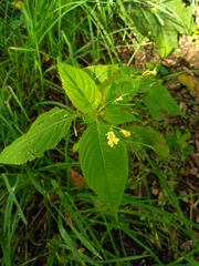 Impatiens parviflora