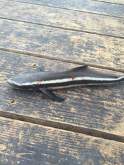 Rachycentron canadum