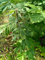 Leonurus quinquelobatus