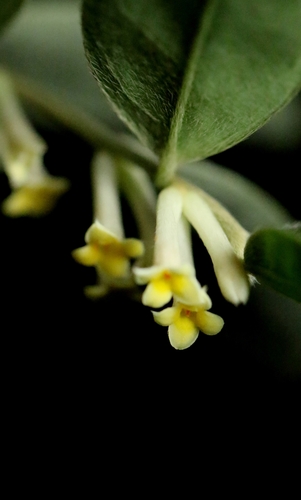 Daphne championii (Daphne championii)