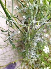 Cephalaria transsylvanica