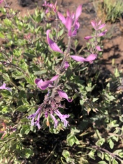 Syncolostemon muddii