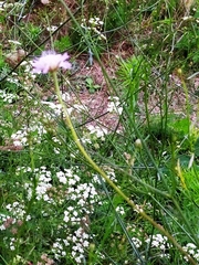 Cephalaria transsylvanica