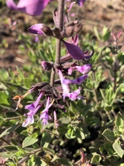 Syncolostemon muddii