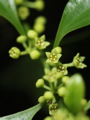 Dendrotrophe varians, photograph author not stated, no rights reserved