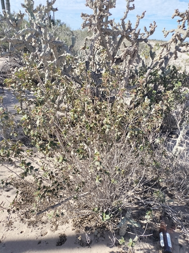 Image of Acalypha californica by no rights reserved