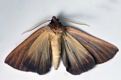 Fisera hypoleuca