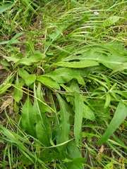 Centaurea jacea