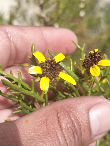 Encelia ventorum, photograph 3