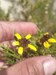 author not stated, no rights reserved Encelia ventorum, photograph author not stated, no rights reserved