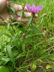 Centaurea jacea