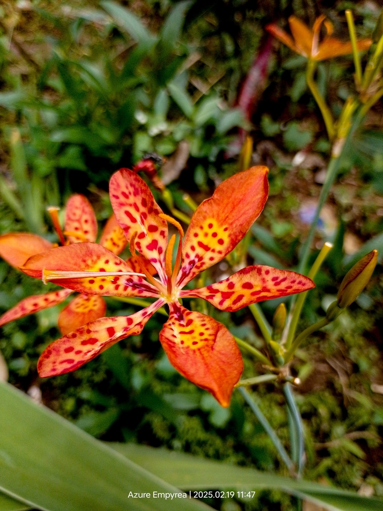 Braja lintang (Iris domestica)
