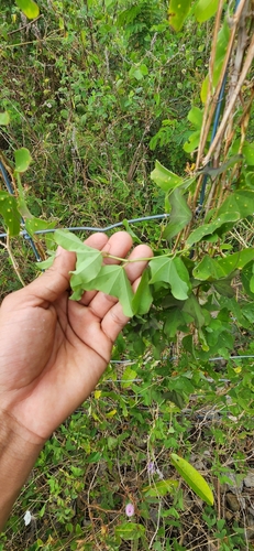 Passiflora bicornis, 2025-02-18