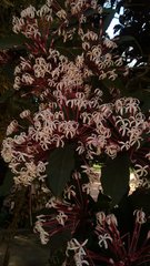 Clerodendrum quadriloculare