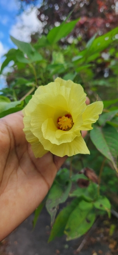 Gossypium barbadense observed 2025-02-18