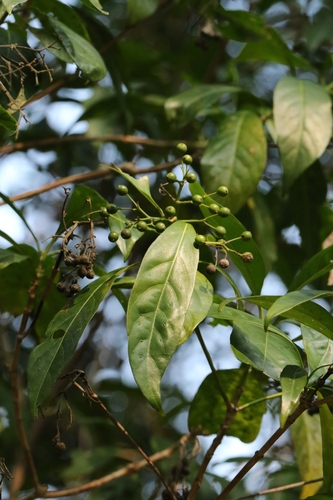 Image of Pavetta hongkongensis by no rights reserved