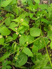 Galinsoga quadriradiata