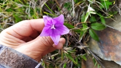 Adenophora morrisonensis