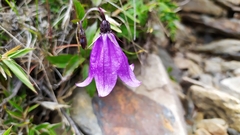 Adenophora morrisonensis