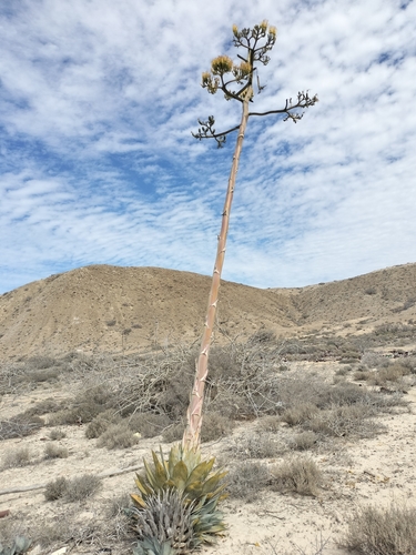 Agave vizcainoensis