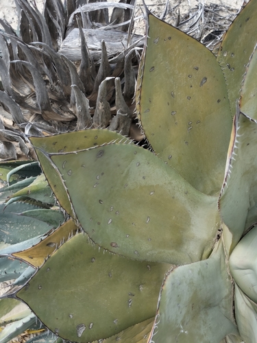 Agave vizcainoensis