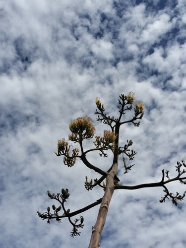 Agave vizcainoensis